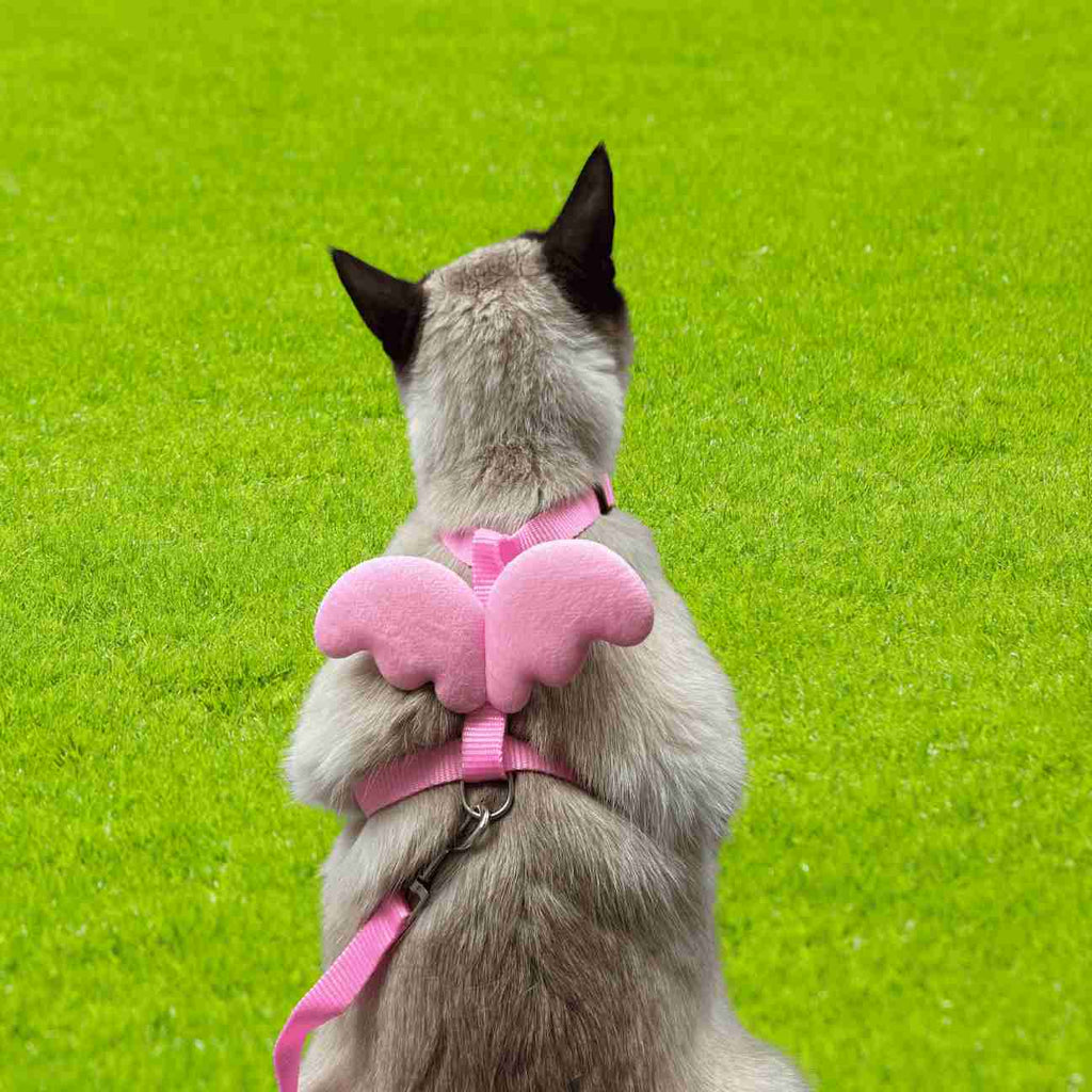 Harnais Ailes d’Ange Pour Chat – Confort & Style CATILEM